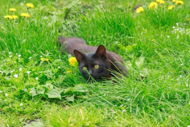 Açık sarı gözlü, rahat, kahverengi ve siyah bir kedi, karahindibaların arasında canlı yeşil çimenlerin üzerine uzanır. Huzurlu evcil hayvan anı.