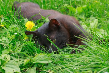 Açık sarı gözlü, rahat, kahverengi ve siyah bir kedi, karahindibaların arasında canlı yeşil çimenlerin üzerine uzanır. Huzurlu evcil hayvan anı.
