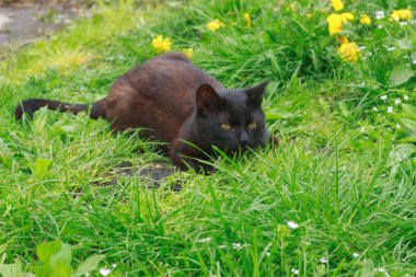Açık sarı gözlü, rahat, kahverengi ve siyah bir kedi, karahindibaların arasında canlı yeşil çimenlerin üzerine uzanır. Huzurlu evcil hayvan anı.
