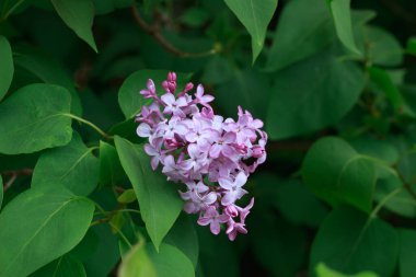  Etrafı yemyeşil yapraklarla çevrili güzel mor leylak çiçekleri. Yumuşak odaklı arka plan, doğal güzellik.