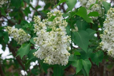 Taze yeşil yapraklarla çevrili güzel kokulu beyaz leylak çiçekleri. Yumuşak ve doğal bahar sahnesi.