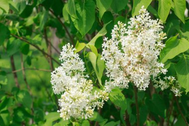 Taze yeşil yapraklarla çevrili güzel kokulu beyaz leylak çiçekleri. Yumuşak ve doğal bahar sahnesi.