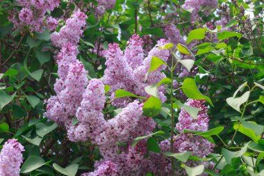  Etrafı yemyeşil yapraklarla çevrili güzel mor leylak çiçekleri. Yumuşak odaklı arka plan, doğal güzellik.