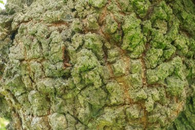 Yeşil yosun ve doğal çatlaklarla kaplı engebeli bir ağaç kabuğunun detaylı makro görüntüsü. Doğa, arkaplan veya doku temalı tasarım projeleri için ideal.