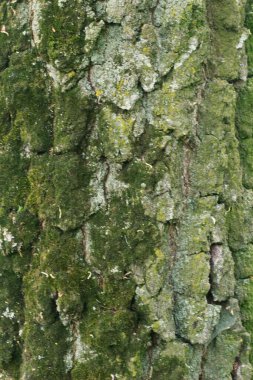 Yeşil yosun ve doğal çatlaklarla kaplı engebeli bir ağaç kabuğunun detaylı makro görüntüsü. Doğa, arkaplan veya doku temalı tasarım projeleri için ideal.