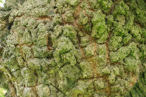 Yeşil yosun ve doğal çatlaklarla kaplı engebeli bir ağaç kabuğunun detaylı makro görüntüsü. Doğa, arkaplan veya doku temalı tasarım projeleri için ideal.
