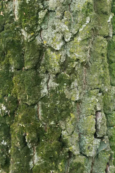 Yeşil yosun ve doğal çatlaklarla kaplı engebeli bir ağaç kabuğunun detaylı makro görüntüsü. Doğa, arkaplan veya doku temalı tasarım projeleri için ideal.