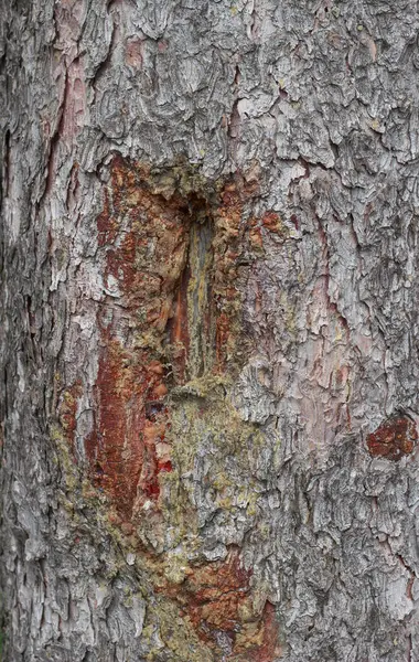 Yeşil yosun ve doğal çatlaklarla kaplı engebeli bir ağaç kabuğunun detaylı makro görüntüsü. Doğa, arkaplan veya doku temalı tasarım projeleri için ideal.