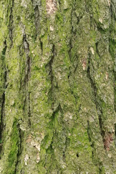 Yeşil yosun ve doğal çatlaklarla kaplı engebeli bir ağaç kabuğunun detaylı makro görüntüsü. Doğa, arkaplan veya doku temalı tasarım projeleri için ideal.
