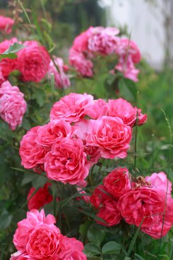Yeşil yaprakları ve yumuşak odaklı arka planı olan canlı pembe güllerden oluşan güzel bir küme. Romantik ve doğal çiçek sahnesi.