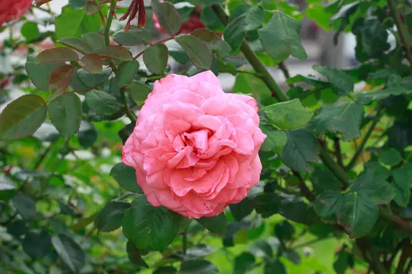 Yumuşak odaklı yeşil arkaplanı olan, tam çiçeklenmiş pembe bir gülün detaylı bir yakın çekimi. Romantik ve doğal çiçek sahnesi.