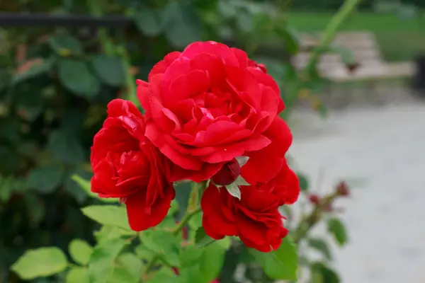 Yumuşak, bulanık yeşil ve beyaz arkaplan üzerine vurgulanmış üç koyu kırmızı gülün canlı, yakın plan çekimi. Görüntü, zengin renkleri ve yaprakların ince, karmaşık katmanlarını yakalıyor..