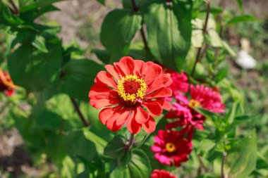 Güneşli bir bahçede açan sarı merkezli canlı kırmızı zinnia çiçeklerinin yakın çekimi güzelliği, neşeyi ve renkli yaz doğasını simgeliyor..