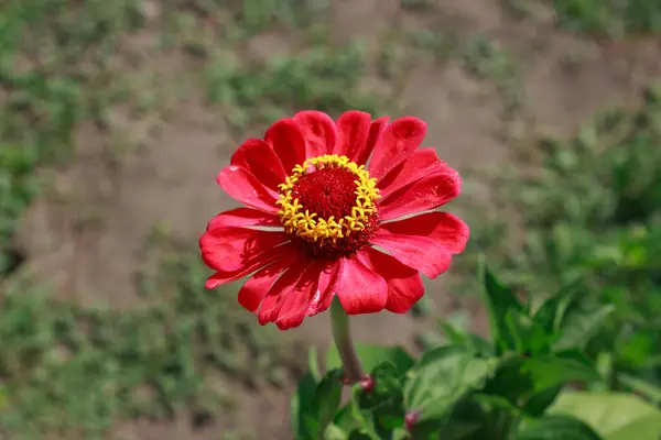 Güneşli bir bahçede açan sarı merkezli canlı kırmızı zinnia çiçeklerinin yakın çekimi güzelliği, neşeyi ve renkli yaz doğasını simgeliyor..