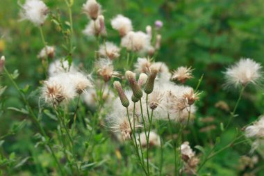Yaz otlağında tüylü tohum başları olan vahşi devedikeni bitkilerinin yakın çekimi, doğal yumuşak arka plan.