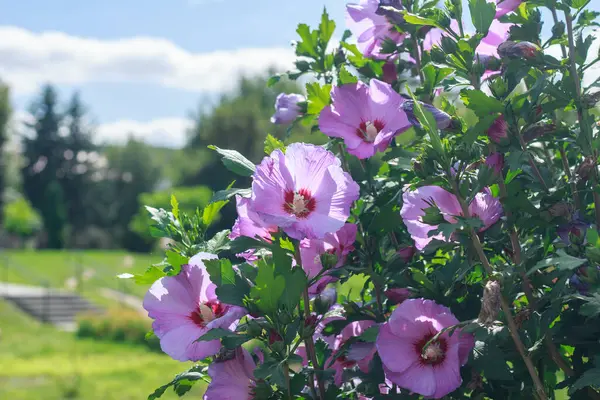 Yeşil yapraklar ve güneş ışığıyla bir yaz bahçesinde açan güzel pembe amber çiçekleri..