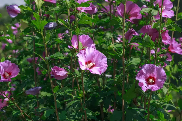 Yeşil yapraklar ve güneş ışığıyla bir yaz bahçesinde açan güzel pembe amber çiçekleri..