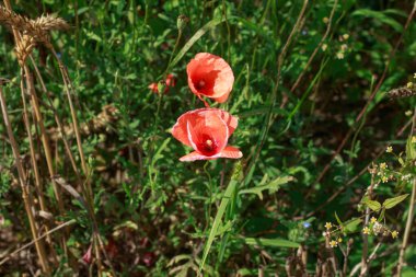 Göz kamaştırıcı bir portakal gelinciği yemyeşil bir çayırda, yabani otlar ve narin beyaz çiçeklerle çevrili parlak bir şekilde çiçek açar. Doğal ortam, yaz bitkisinin güzelliğini yakalar..