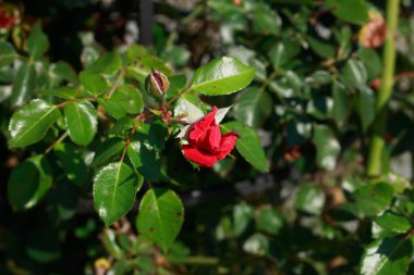 Yumuşak, bulanık yeşil ve beyaz arkaplan üzerine vurgulanmış üç koyu kırmızı gülün canlı, yakın plan çekimi. Görüntü, zengin renkleri ve yaprakların ince, karmaşık katmanlarını yakalıyor..