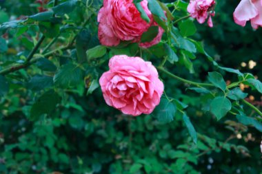 Katmanlı taç yaprakları ve yeşil yaprakları olan pembe bir gülün güzel yakın çekimi. Çiçek, doğa ve romantik temalar için mükemmel..