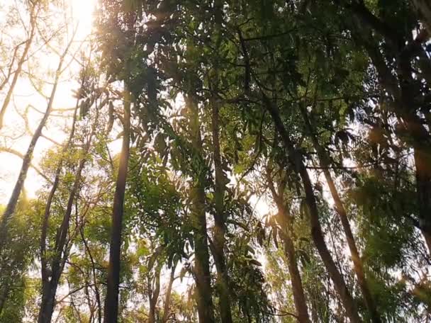 Derűs Fákon Átszűrődő Napfény Megigéző Jelenetet Teremt Ideális Természet Projektjeihez — Stock videók