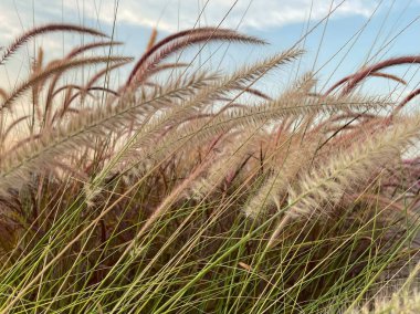 Photograph of cogon grass, showcasing its feathery tufts swaying in the breeze clipart