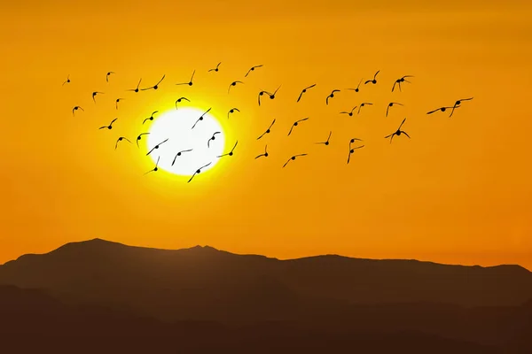 Păsări Care Zboară Împotriva Mediului Apus Soare Seară Sau Conceptul — Fotografie, imagine de stoc