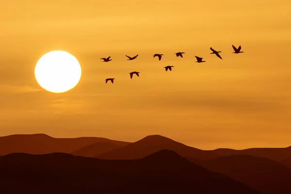 日落或日出时明亮的橙色天空 鸟儿飞翔 V形飞行编队 — 图库照片