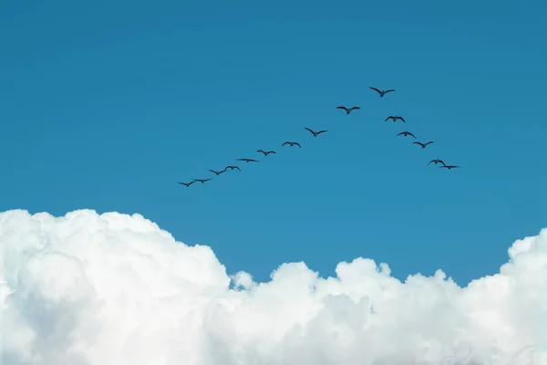 Birds fly in V formation above the clouds following the leader