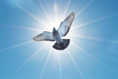 Grey pigeon with outstretched wings on blue sky and shining sun