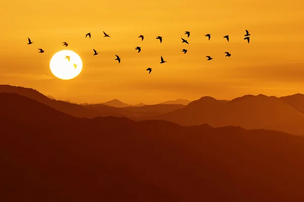Dağların Üzerinde Uçan Büyük Grup Kuşlar Vahşi Doğadaki Hayvanlar Seyahat — Stok fotoğraf