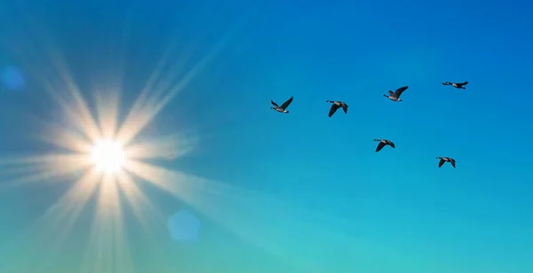 Kazların Açık Gökyüzü Manzarası Üzerindeki Uçuşlarının Simetrik Şeklinde Uçuş Formasyonu — Stok fotoğraf