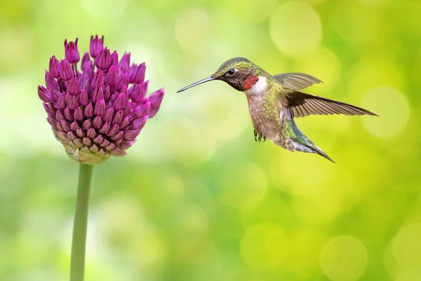 Drobný Kolibřík Nad Jasným Letním Zázemím Koncept Přírody — Stock fotografie