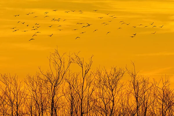 Flock Birds Flying Yellow Sky Leafless Trees — Stock Photo, Image