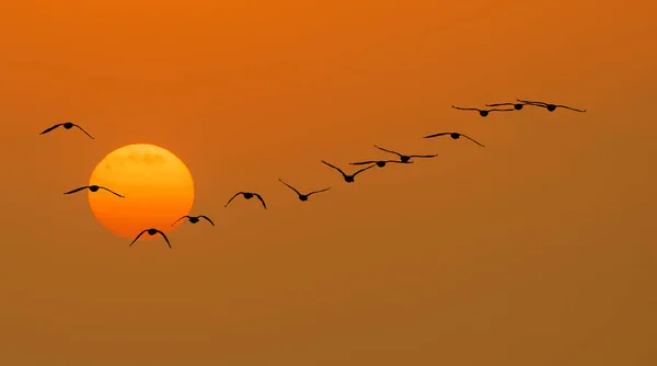 日落或日出时明亮的橙色天空 鸟儿飞翔 V形飞行编队 全景尽收眼底 — 图库照片
