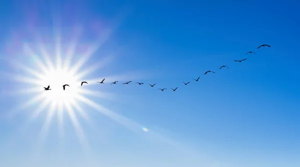 Group Lined Gliding Birds Wings Outstretched Sun Clear Sky Background — Stock Photo, Image