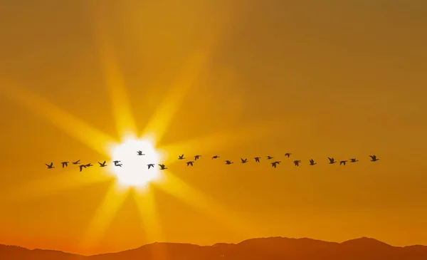 Silhouette of flock of flying birds against golden sky
