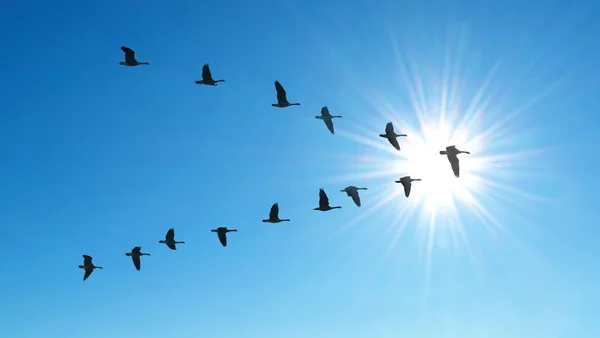 Migratory birds in V Formation, travel over long distances