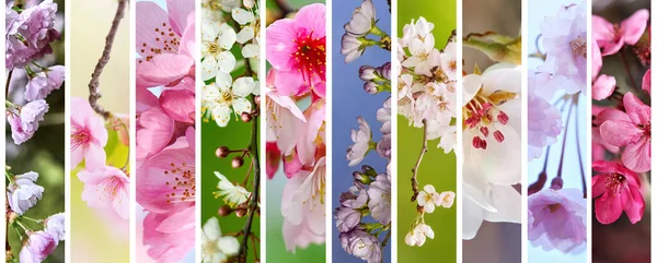 Collection Nature Spring Banners Branches Blooming Flowers — Stock Photo, Image