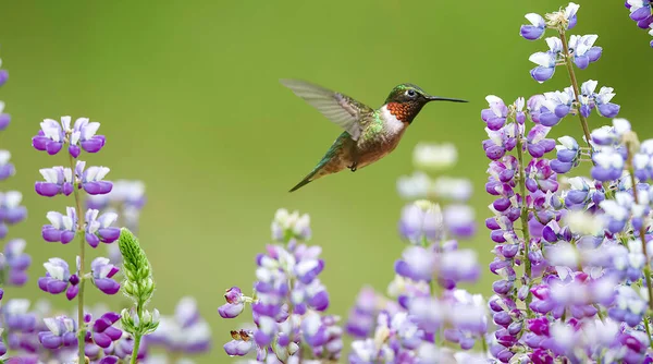 Kolibřík Fialovým Květem Nad Zeleným Pozadím — Stock fotografie