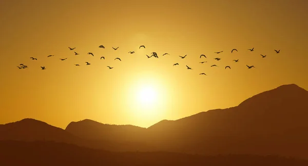 Птахи Летять Проти Вечірнього Заходу Сонця Або Концепції Екології Панорамний — стокове фото