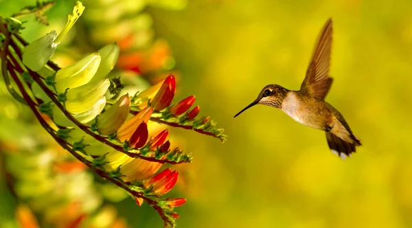 Winziger Kolibri Über Hellem Sommer Hintergrundkonzept Der Natur — Stockfoto