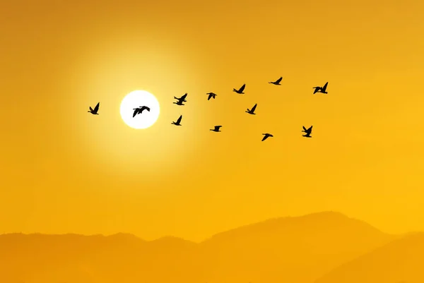 夕方の日没の環境または生態系の概念に対して飛ぶ鳥 またはシェブロン型の飛行形成 — ストック写真