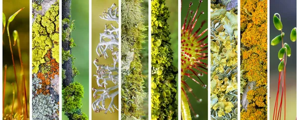Collection Moss Species Concept Environmental Conservation — Stock Photo, Image