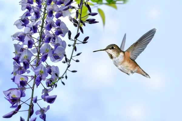 Kolibřík Nad Jasným Letním Zázemím Koncept Přírody — Stock fotografie