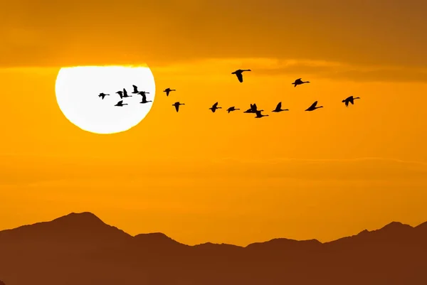 Vögel Fliegen Gegen Die Abendsonnenuntergangsumgebung Oder Ökologie — Stockfoto