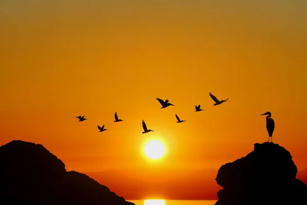 Groep Pelikanen Die Het Meer Vliegen Met Zonsondergang Achtergrond — Stockfoto