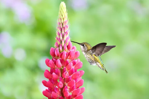 Maleńki Koliber Jasnym Tle Koncepcji Lato Natury — Zdjęcie stockowe