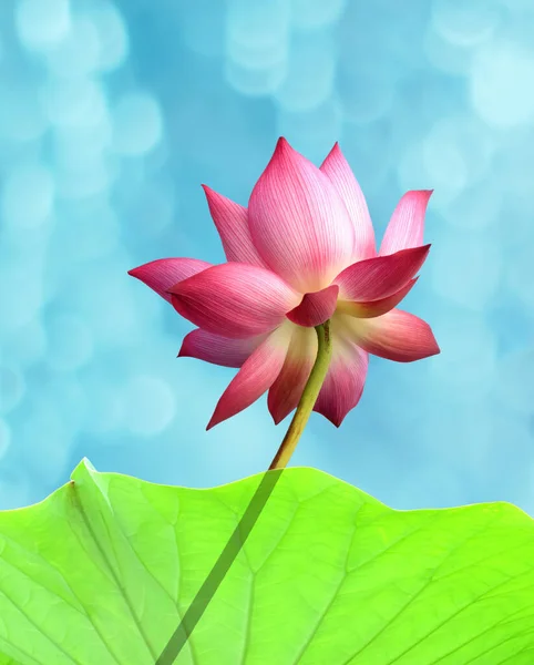 Image Fleur Lotus Comme Illumination Spirituelle Beauté Fertilité Pureté Prospérité — Photo