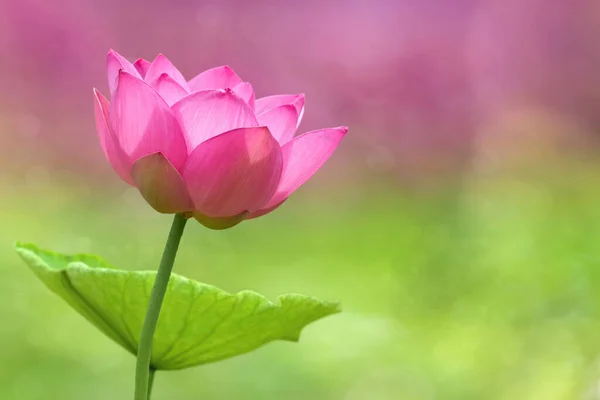 Lotosový Květ Jako Duchovní Osvícení Krása Plodnost Čistota Prosperita Věčnost — Stock fotografie